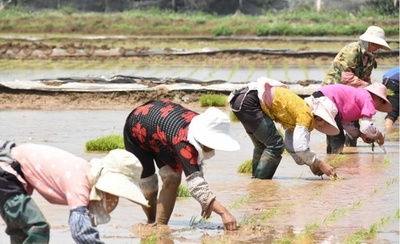 雲南省、スーパーハイブリッド水稲の田植え開始