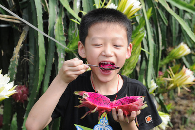 自ら「食レポ」ライブ動画配信で売上増 海南の「90後」新農民