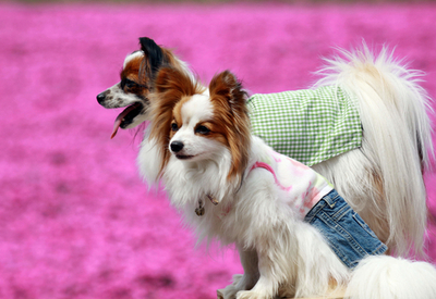 犬もエンジョイ、ピンクの花のパッチワーク 秩父