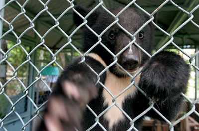 ベトナムのクマを救え、残虐な違法取引阻止を目指すセンター開設