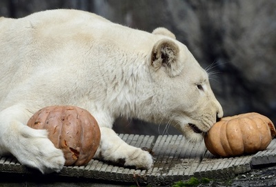 草食系？カボチャにガブリ、ホワイトライオン