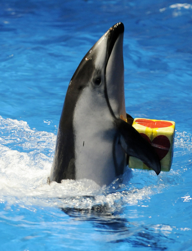 海の動物もバレンタインモード、品川アクアスタジアム