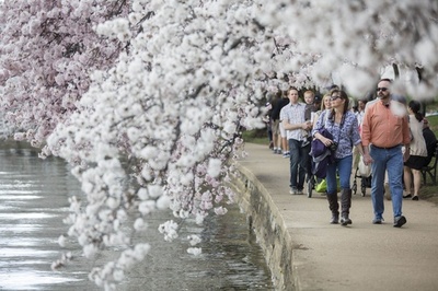 日本から贈られた桜、もうすぐ満開 米首都