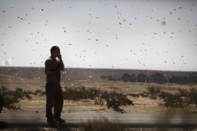 イナゴの大群が襲来、イスラエル砂漠の村