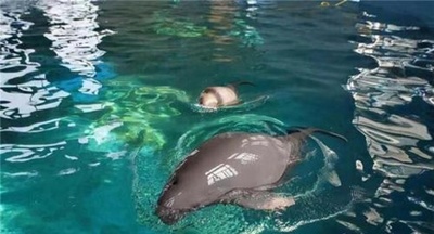 長江スナメリの人工飼育に新たな進展、第2世代の飼育に成功