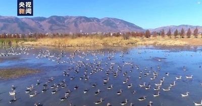 「特別な観光客」が越冬のため飛来 雲南大理洱源県