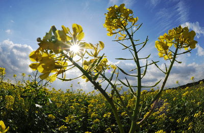 化学兵器対策にシロガラシ、使用の証拠や汚染除去に 研究