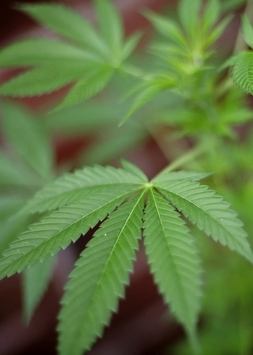 わずか0.003グラムの大麻で禁固刑、ドバイ
