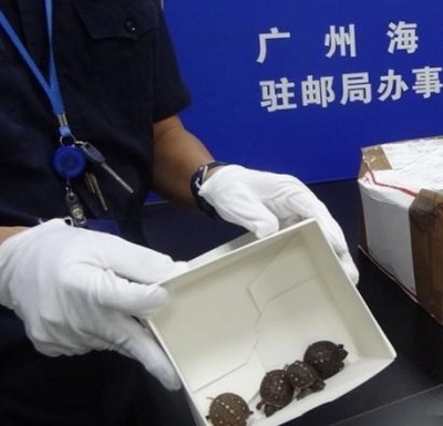 スナック菓子の容器に75匹の生きた子ガメが 広州税関が摘発