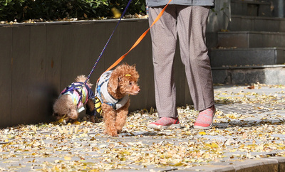 中国で拡大する「お犬様、お猫様」市場