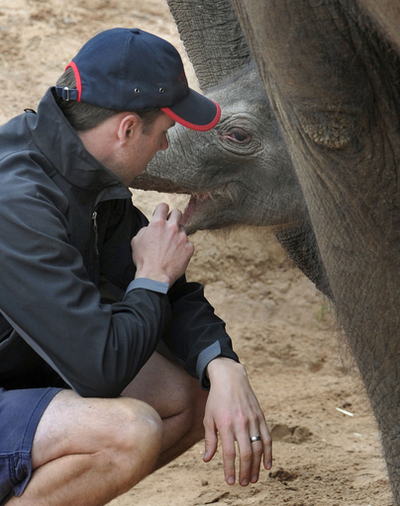 初めてのオスのゾウ赤ちゃん、メルボルン動物園