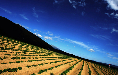 ジャガイモ畑に恵みの雨を待ち望む