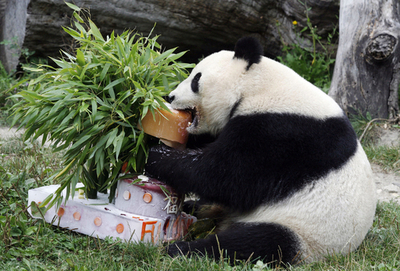 ウィーンの動物園でパンダの赤ちゃん、1歳の誕生日
