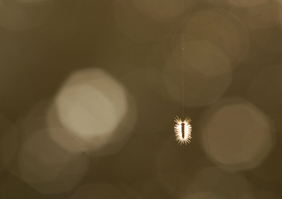 毛虫も待ちわびる春はもうすぐ、インド・コルカタ