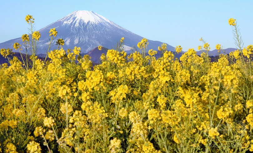 菜の花と富士山の共演 見頃は2月中旬まで 神奈川 写真4枚 国際ニュース Afpbb News