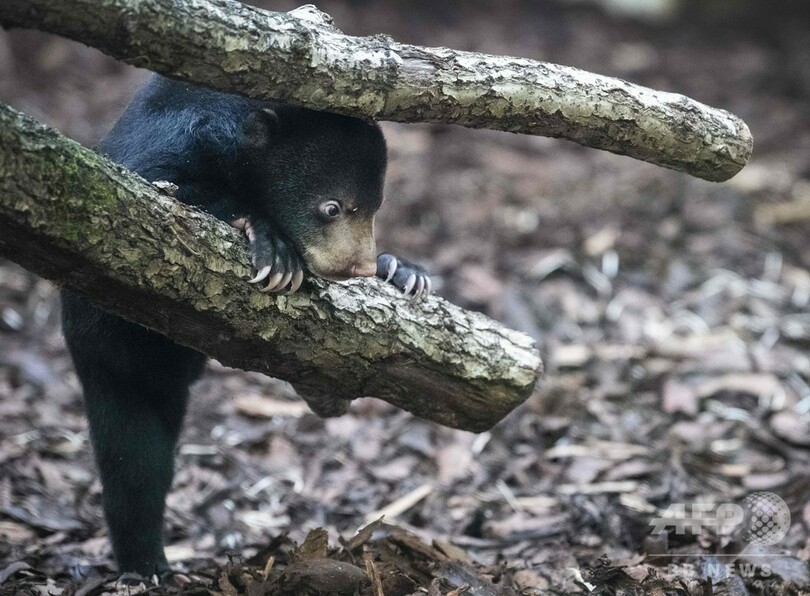 木登りがんばるよ マレーグマの赤ちゃんがデビュー オランダ動物園 写真2枚 国際ニュース Afpbb News