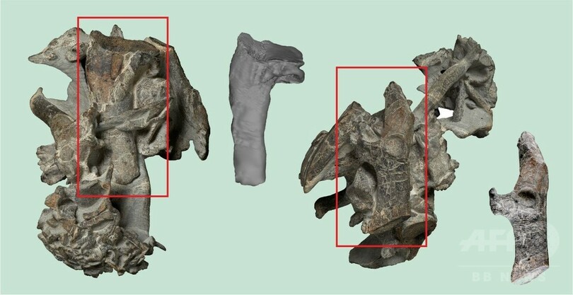  「怪物」サイズのペンギン、ニュージーランドで化石発見