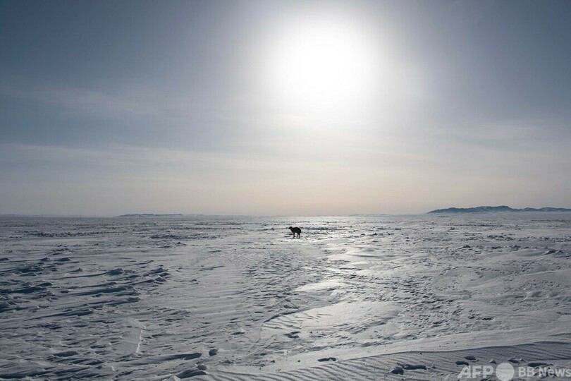 寒雪害「ゾド」のモンゴル、家畜210万頭死ぬ