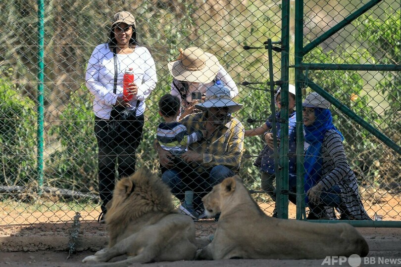 飢えと病からライオン回復 スーダンの保護区