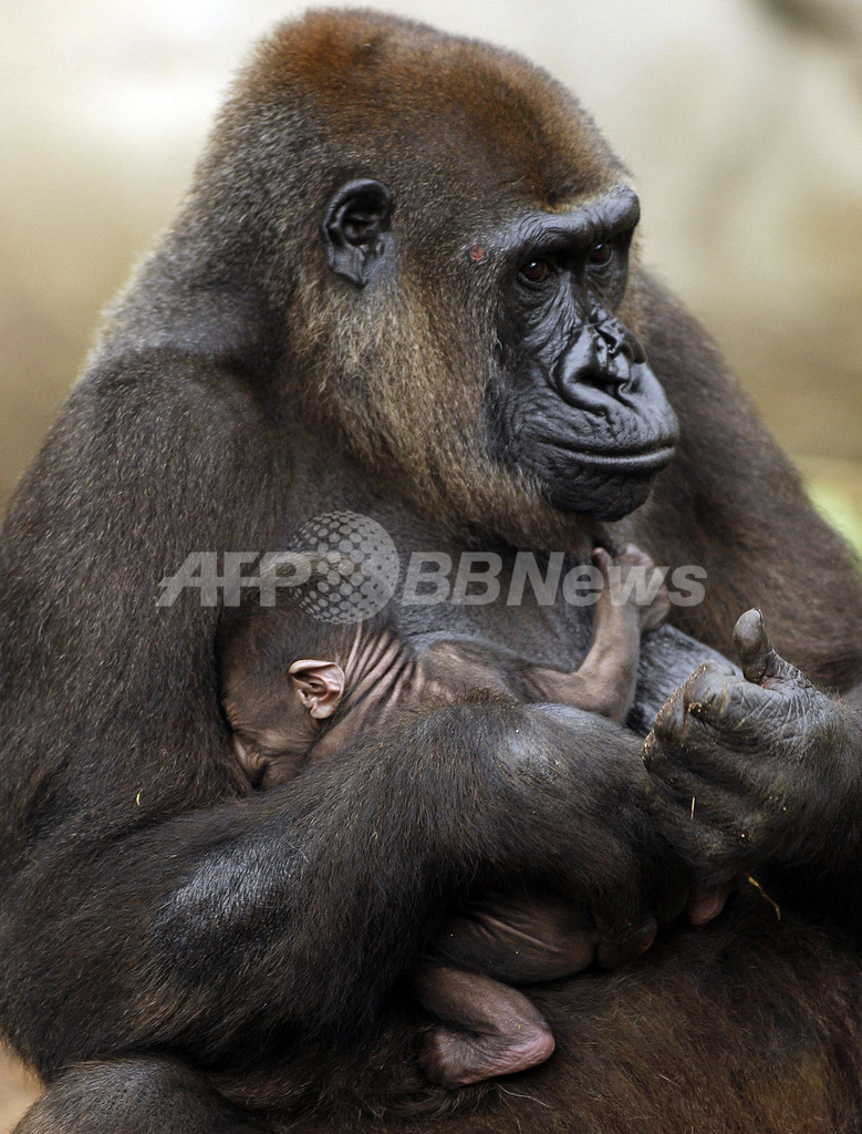 ニシローランドゴリラの赤ちゃんが2年ぶりに誕生 オーストラリアの動物園 写真3枚 国際ニュース Afpbb News