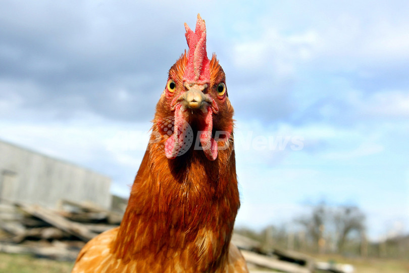 <鳥インフルエンザ>ウェールズで低病原性鳥インフルエンザ、4人感染 <鳥インフルエンザ>ウェールズで低病原性鳥インフルエンザ、4人感染