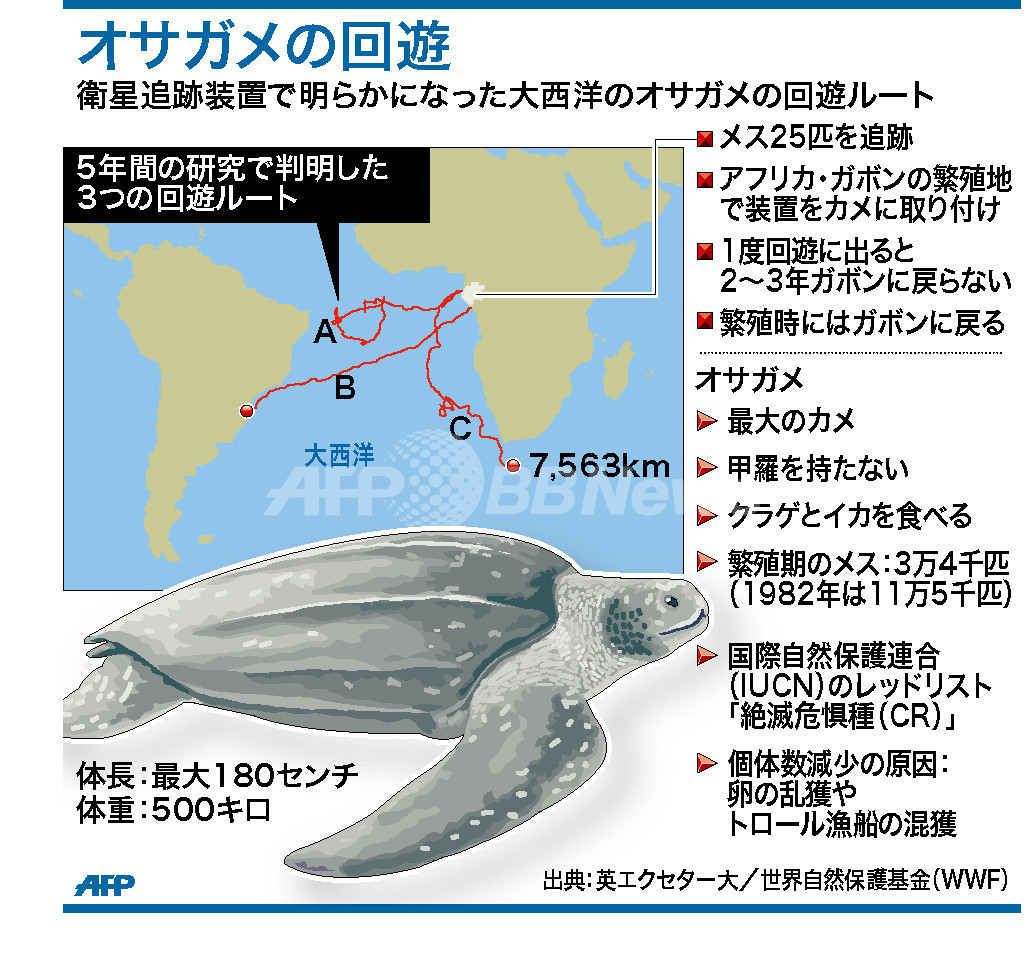 オサガメの大西洋回遊ルート、衛星使った研究で明らかに オサガメの大西洋回遊ルート、衛星使った研究で明らかに
