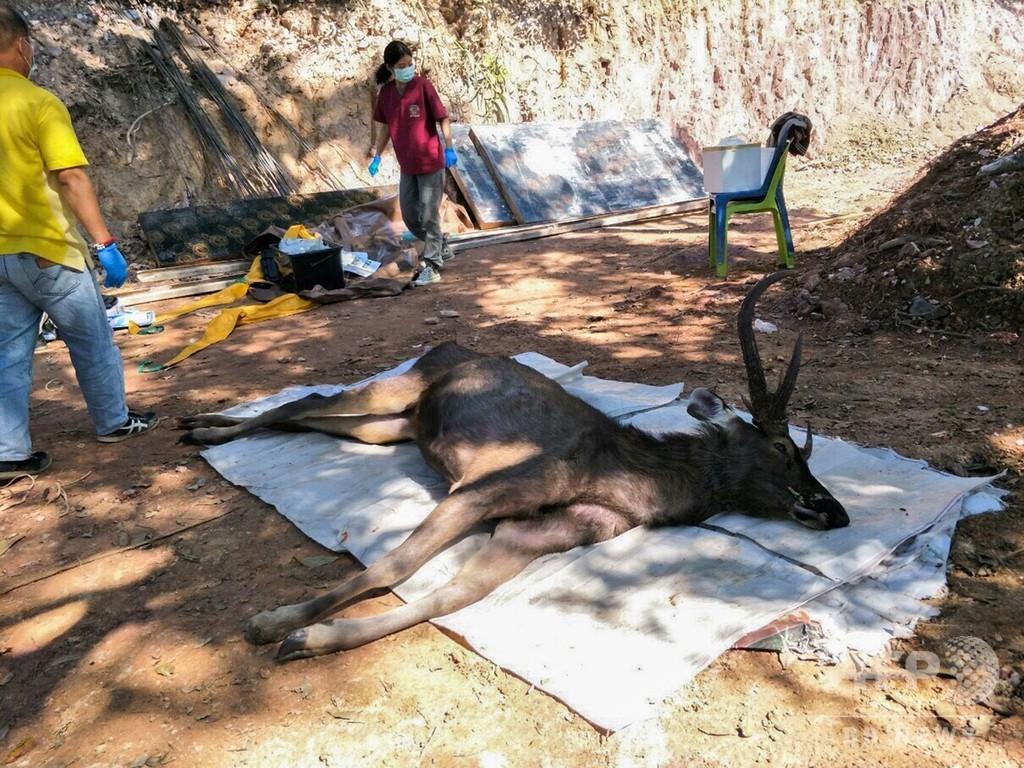 野生のシカの胃から7キロのごみ...レジ袋や下着など タイ