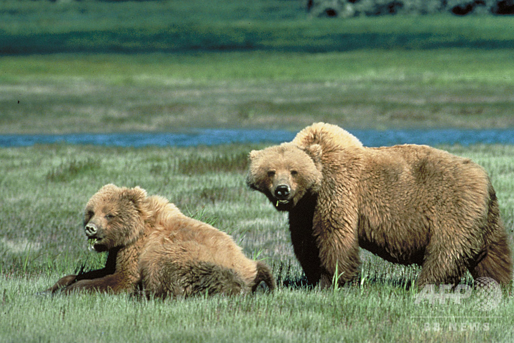 クマ襲撃か、母親と生後10か月の女児死亡 カナダ クマ襲撃か、母親と生後10か月の女児死亡 カナダ