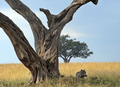 ケニアのマサイマラ（Masai Mara）国立保護区に隣接したOlare Orok保護区で、木の下で涼むイボイノシシ（2008年7月30日撮影）。(c)AFP/TONY KARUMBA