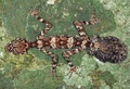 オーストラリア北東部ヨーク岬半島（Cape York Peninsula）のメルビル岬（Cape Melville）山岳地帯の岩場で撮影された新種のヤモリ、ケープメルビル・リーフテールゲッコー（Cape Melville Leaf-tailed Gecko、2013年10月28日提供）。(c)AFP/JAMES COOK UNIVERSITY QUEENSLAND/CONRAD HOSKIN
