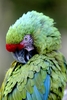 写真は13日、メキシコ市の動物園で飼育されているオウム。(c)AFP/Ronaldo SCHEMIDT