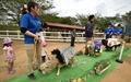 千葉県成田市の成田ゆめ牧場で開かれたヒツジのファッションショー（2015年4月29日撮影）。(c)AFP/KAZUHIRO NOGI