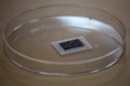 韓国・ソウル郊外の成均館大学で、タコの吸盤をヒントに作成された吸着パッド（2017年6月16日撮影）。(c)AFP/Ed JONES
