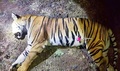 インド西部マハラシュトラ州ヤバトマル近郊の森林で射殺された、「T1」と名付けられていたトラの死骸。マハラシュトラ州森林局提供（2018年11月3日公開）。(c)AFP/MAHARASHTRA FOREST DEPARTMENT 