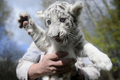 ドイツ北部ホーデンハーゲン（Hodenhagen）のサファリパーク「セレンゲティ公園（Serengeti Park）」で前月8日に生まれたばかりの生後6週間のホワイトタイガーの赤ちゃん2頭、リコ（Rico）ちゃんとキコ（Kico）ちゃん。2頭の両親、ビアンカ（Bianca）とポール（Paul）が育児を放棄したため、飼育係が育てている。

写真は、飼育係に抱えられるホワイトタイガーの赤ちゃん（2010年4月21日撮影）。(c)AFP/DDP/NIGEL TREBLIN