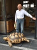 東京・月島で散歩に出発する亀のボンちゃんと飼い主の三谷久夫さん（2015年6月10日撮影）。(c)AFP/KAZUHIRO NOGI