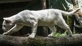 コロンビア北西部メデジンの保護公園で保護されているアルビノ（先天性色素欠乏症）のネコ科動物（2022年7月8日撮影）。(c)JOAQUIN SARMIENTO / AFP