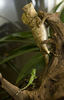米ワシントンD.C.（Washington D.C.）のスミソニアン国立動物園（Smithsonian National Zoo）で、成長したカメレオンモリドラゴン（Gonocephalus chamaeleontinus）と生まれたばかりのカメレオンモリドラゴン（2009年11月13日提供）。(c)AFP/Smithsonian Institution
