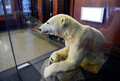 ドイツ首都ベルリン（Berlin)の自然史博物館（Museum of Natural History in Berlin）で公開されたホッキョクグマ「クヌート（Knut)」の標本（2013年2月15日撮影）。(c)AFP/JOHN MACDOUGALL