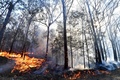 豪ニューサウスウェールズ州北部で、落雷によって発生したとみられる森林火災の現場（2019年11月2日撮影）。(c)SAEED KHAN / AFP