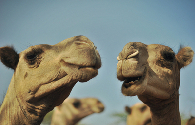 干ばつに強く栄養価高い「ラクダの乳」、世界的ヒットなるか ケニア