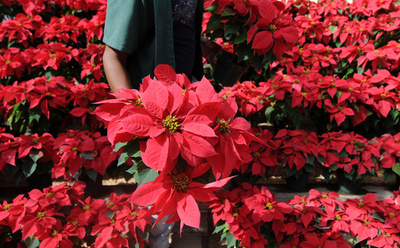 クリスマスを彩るポインセチア、伊マフィアが高額で売りつけ