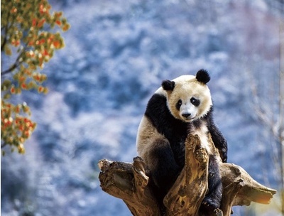 パンダ保護により活性化する「アンブレラ種」保全の効果