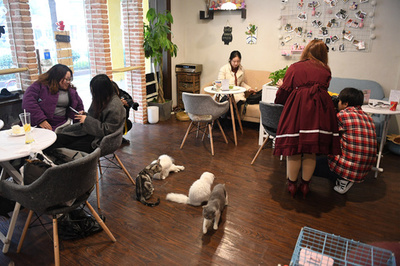 「モフモフ中毒」「お猫様の奴隷」 猫にハマる中国の独身女性