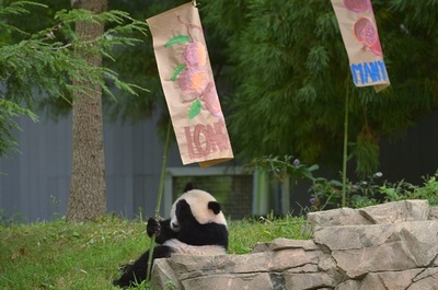 記念行事も中国式、米首都のパンダが1歳に