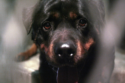 飼い犬にかまれて子ども死亡、仏国内で2000年以来9人に