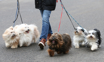 犬の心臓病リスク、夏生まれで高く 研究