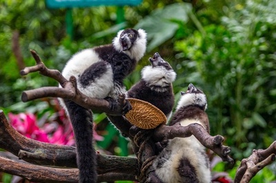 仲良く生活 ターキンの子どもたち 中国 広州の動物園 写真5枚 国際ニュース Afpbb News