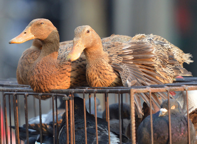 人感染2例目のH10N8型ウイルス、懸念される変異の可能性