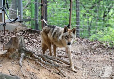 どいつが「国民オオカミ」ヌックだ！？…韓国・目印なしの14匹から「脱走犯」を探し出す新感覚サファリ